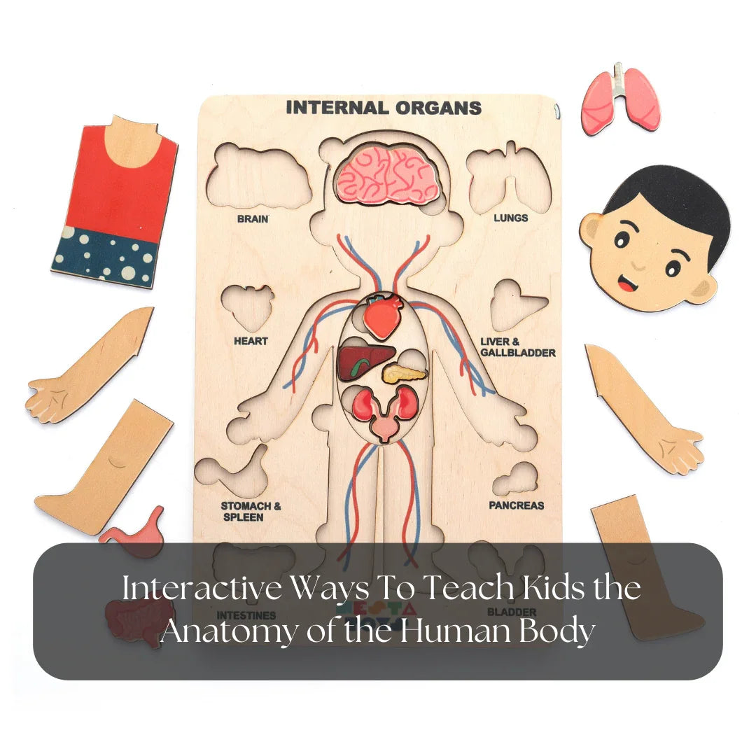 Teaching Human Anatomy to a Child using a Puzzle - NESTA TOYS