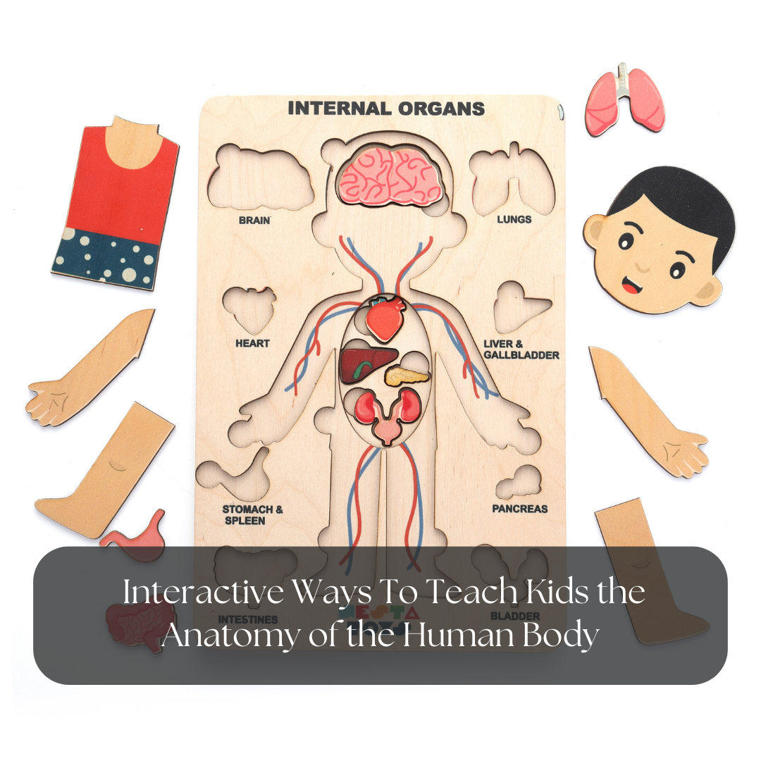 Teaching Human Anatomy to a Child using a Puzzle