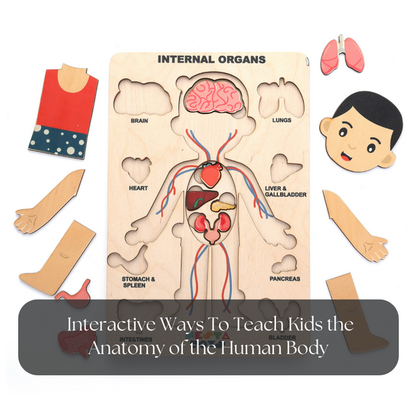 Teaching human anatomy to a child using a puzzle