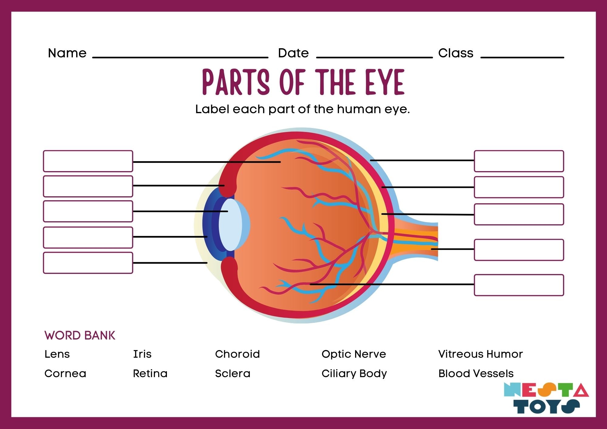 PARTS OF EYE