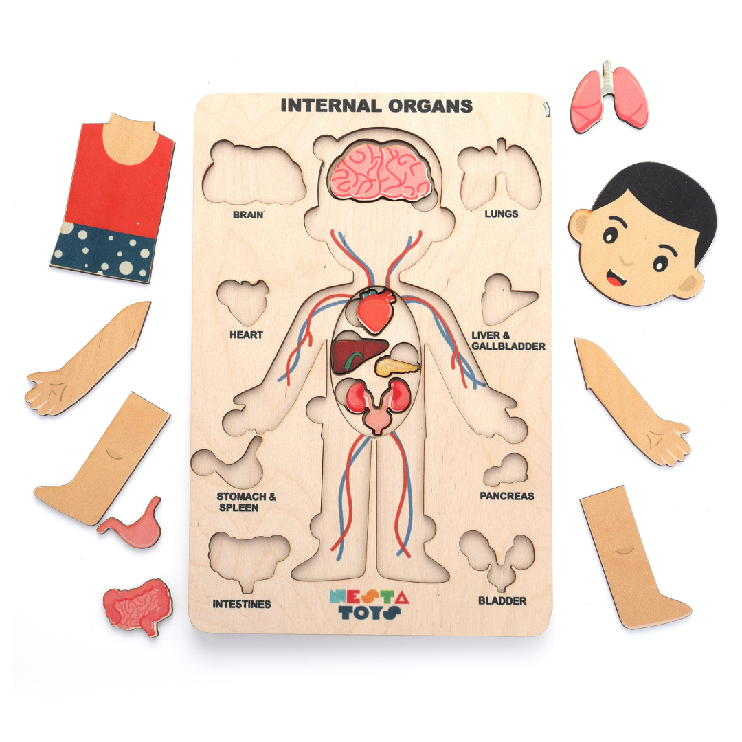 wooden puzzle, human body puzzle, human anatomy puzzle, nesta toys, why kids should play with puzzle, 