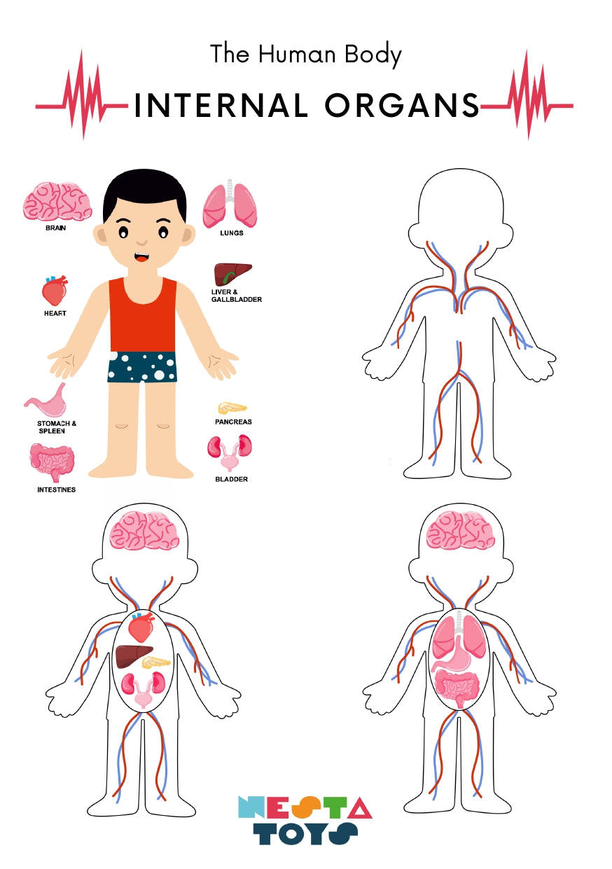 Nesta Toys, instruction manual, wooden toys, wooden puzzle, toys for kids, city building blocks, Human anatomy puzzle, human anatomy for kids, internal organs puzzle, human body puzzle, Montessori puzzle, 