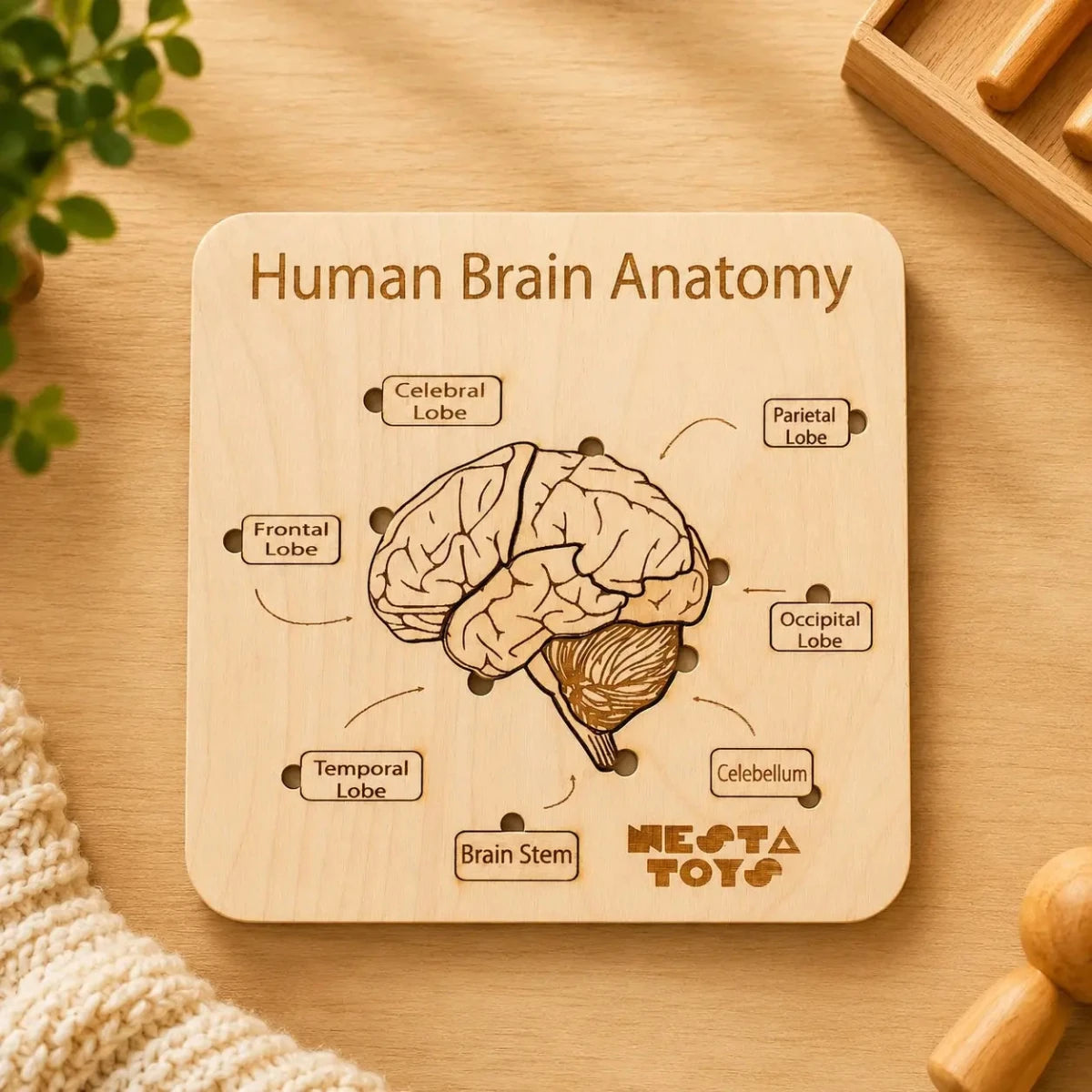 Human Brain Anatomy Puzzle | DIY Coloring Activity (13 Pieces) - NESTA TOYS