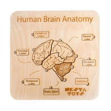 Load image into Gallery viewer, Human Brain Anatomy, puzzle, Montessori toys, STEM Toys, chunky wooden puzzle, gifts for kids, Wooden Jigsaw Puzzle, learning toys, educational toys, Channapatna toys, sawantwadi, kondapalli, made in India toys, Montessori, toy manufacturer, 
