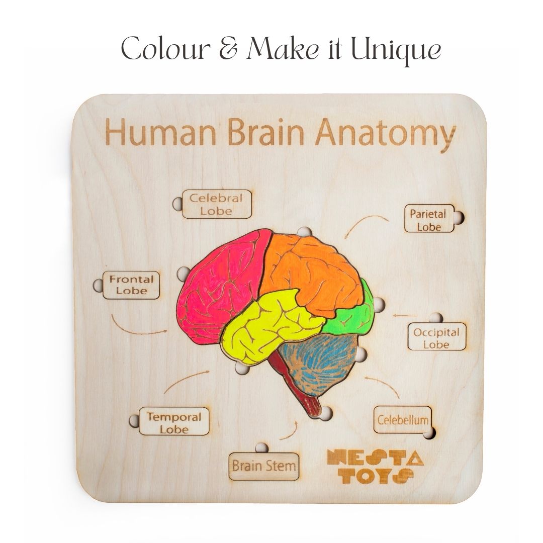 Human Brain Anatomy, puzzle, Montessori toys, STEM Toys, chunky wooden puzzle, gifts for kids, Wooden Jigsaw Puzzle, learning toys, educational toys, Channapatna toys, sawantwadi, kondapalli, made in India toys, Montessori, toy manufacturer, 