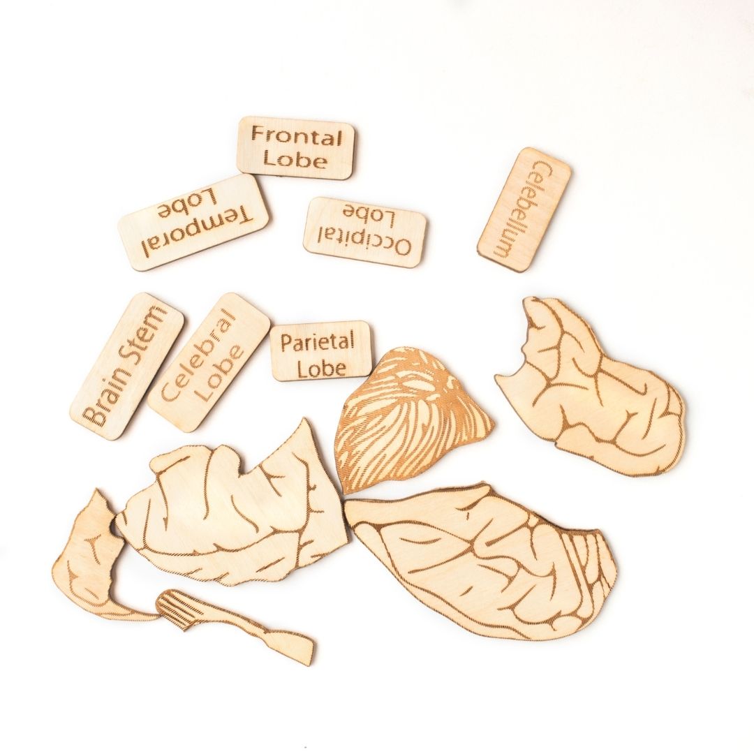 Human Brain Anatomy, puzzle, Montessori toys, STEM Toys, chunky wooden puzzle, gifts for kids, Wooden Jigsaw Puzzle, learning toys, educational toys, Channapatna toys, sawantwadi, kondapalli, made in India toys, Montessori, toy manufacturer, 