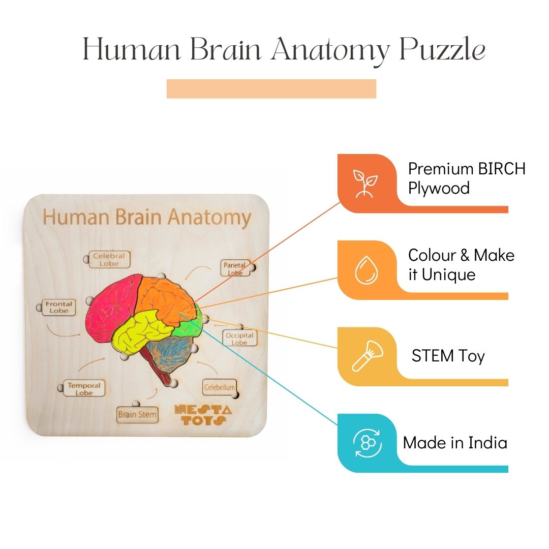 Human Brain Anatomy, puzzle, Montessori toys, STEM Toys, chunky wooden puzzle, gifts for kids, Wooden Jigsaw Puzzle, learning toys, educational toys, Channapatna toys, sawantwadi, kondapalli, made in India toys, Montessori, toy manufacturer, 