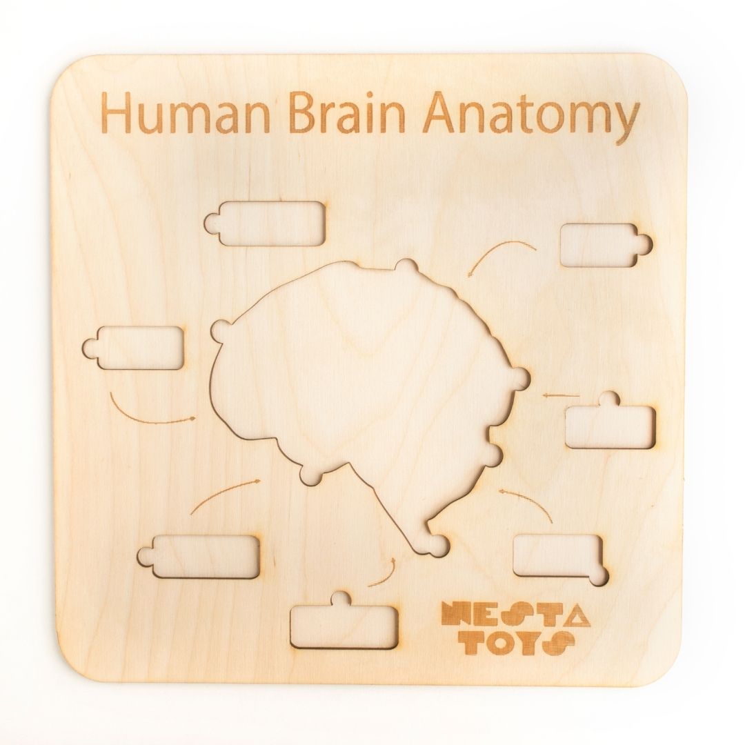 Human Brain Anatomy, puzzle, Montessori toys, STEM Toys, chunky wooden puzzle, gifts for kids, Wooden Jigsaw Puzzle, learning toys, educational toys, Channapatna toys, sawantwadi, kondapalli, made in India toys, Montessori, toy manufacturer, 