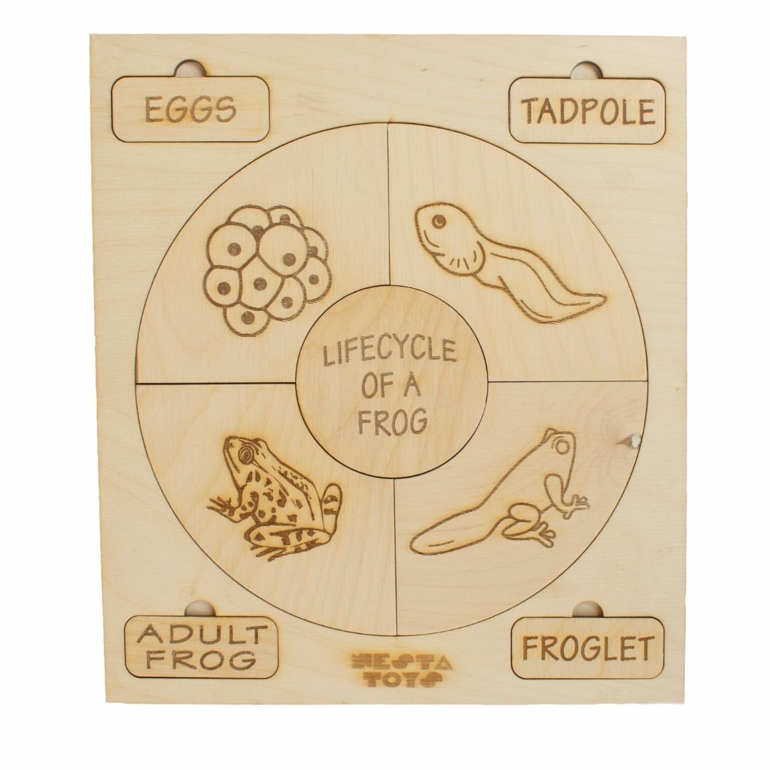 Montessori toys, Life Cycle Puzzles, wooden puzzle, puzzle for kids, gifts for kids, DIY activities kids, Colouring Activity, Life Cycle Tray, Toddler Wooden Jigsaw Puzzle Toys, Frog, Plant, Chicken & Butterfly, Educational Toys