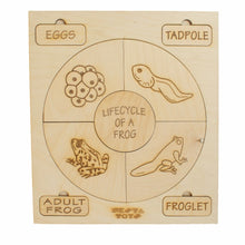 Load image into Gallery viewer, Montessori toys, Life Cycle Puzzles, wooden puzzle, puzzle for kids, gifts for kids, DIY activities kids, Colouring Activity, Life Cycle Tray, Toddler Wooden Jigsaw Puzzle Toys, Frog, Plant, Chicken &amp; Butterfly, Educational Toys
