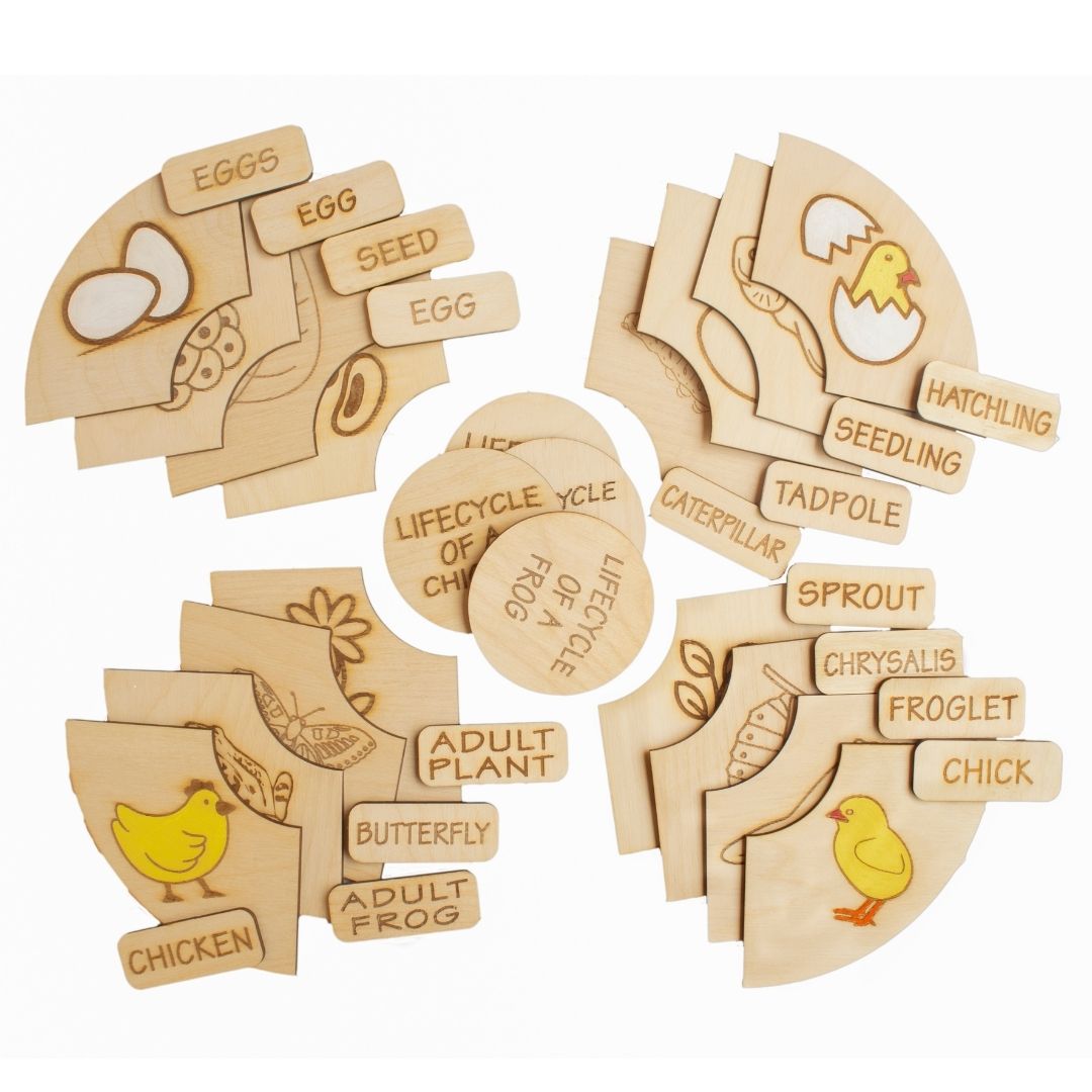 Montessori toys, Life Cycle Puzzles, wooden puzzle, puzzle for kids, gifts for kids, DIY activities kids, Colouring Activity, Life Cycle Tray, Toddler Wooden Jigsaw Puzzle Toys, Frog, Plant, Chicken & Butterfly, Educational Toys