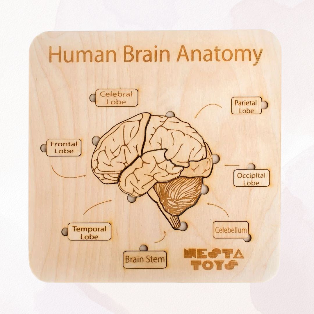 NESTA TOYS – Human Brain Anatomy Puzzle | DIY Coloring Activity (13 Pieces)