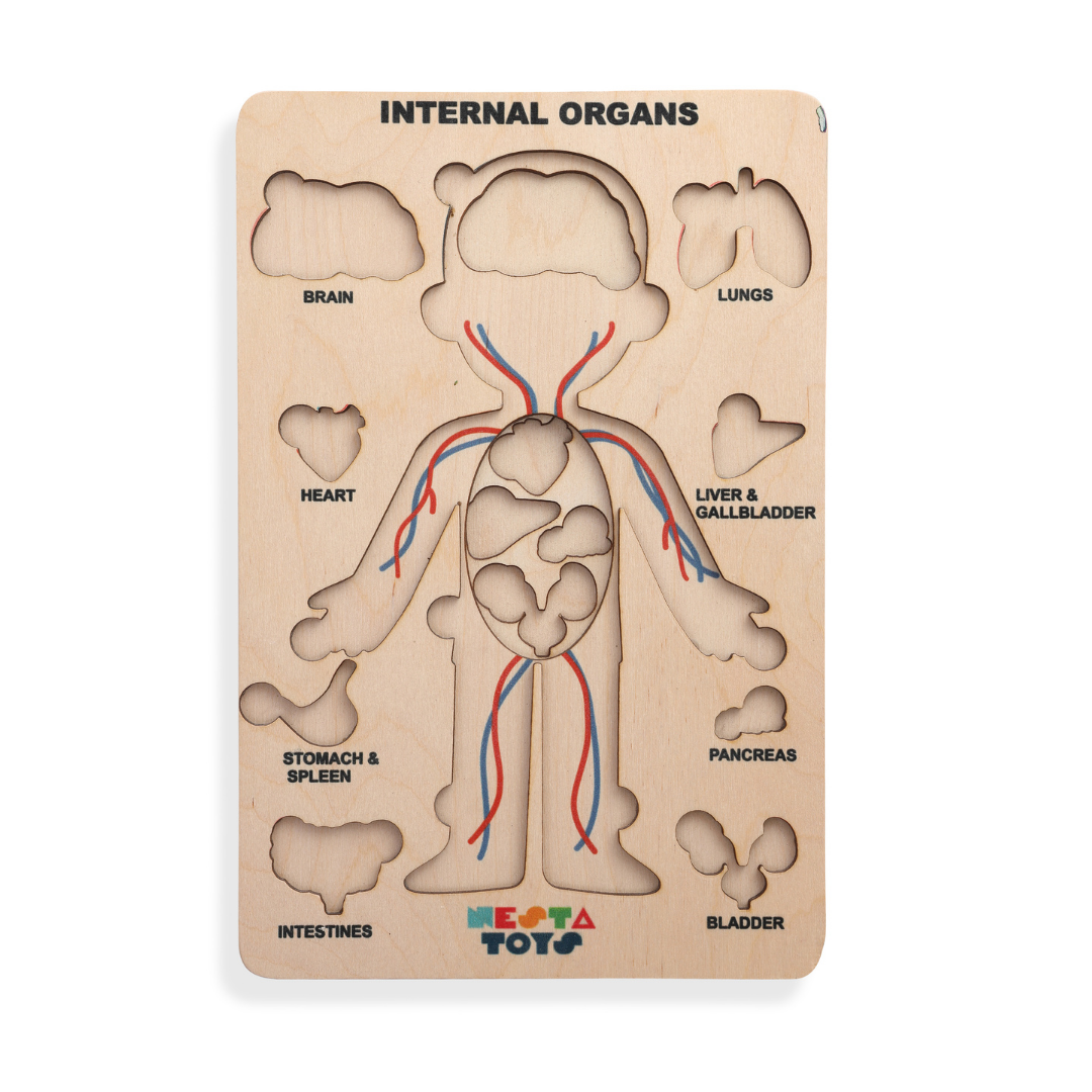 Nesta toys,  wooden puzzle, human anatomy puzzle, human body puzzle, wooden toys, gift ideas for kids, gift ideas for babies, sound toys,  human body parts puzzle, Montessori toys, STEM Toys, chunky wooden puzzle, educational toys, toy manufacturer